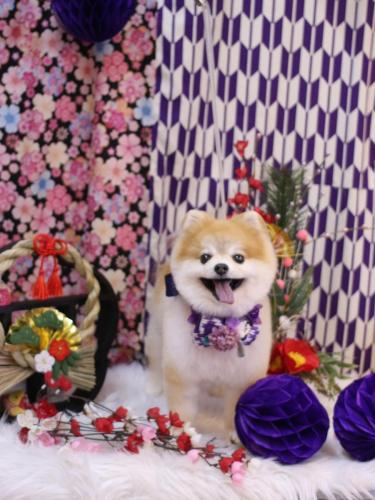 20250111モコくん